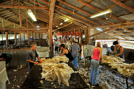 Steam Plains Shearing 022254  © Claire Parks Photography